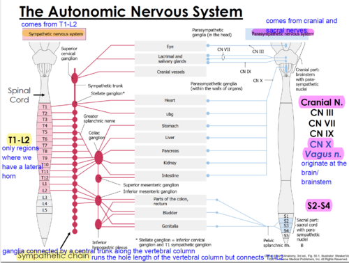 <p>cranial and sacral nerves</p>