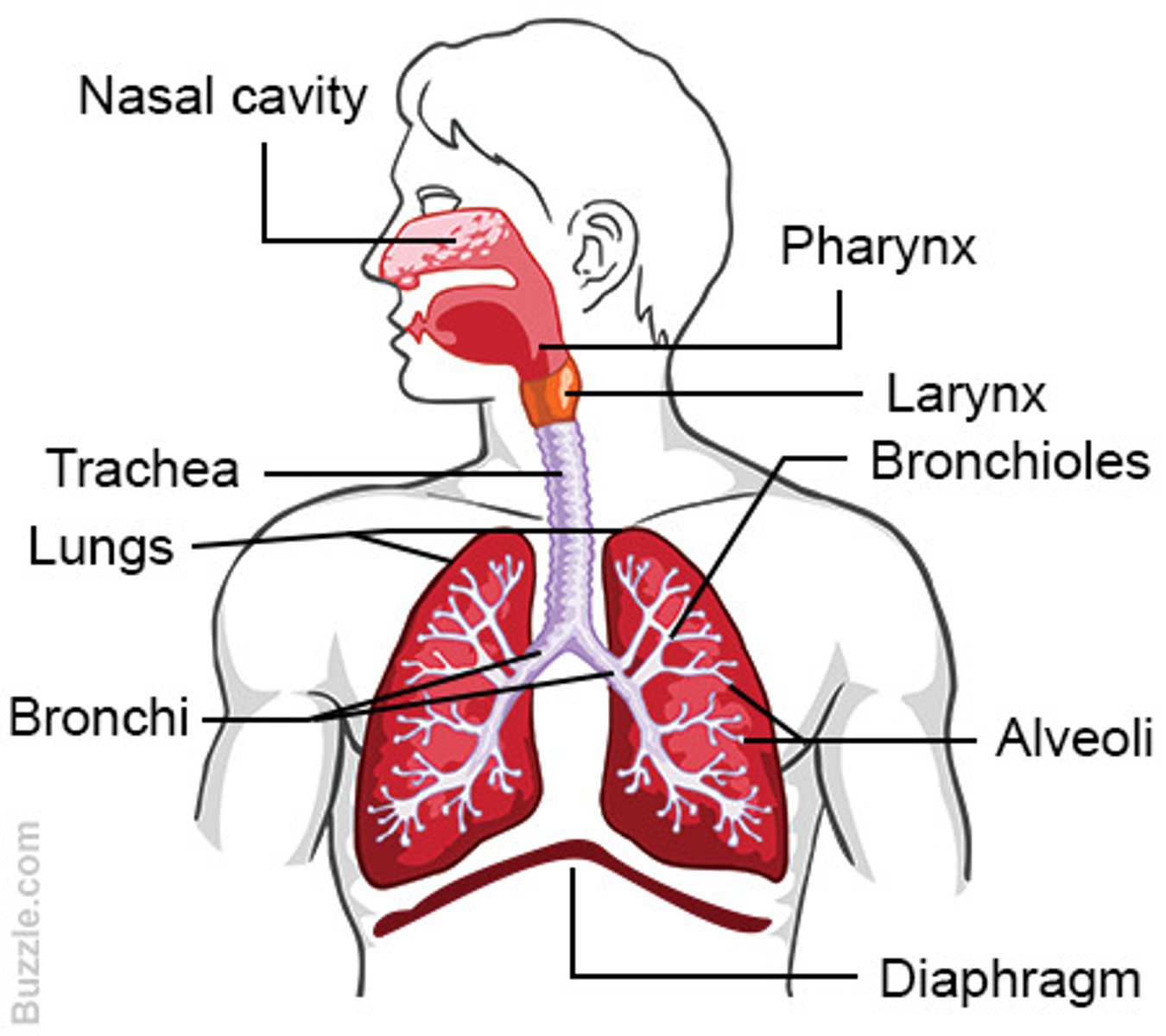 <p>Trachea → Horseshoe-shaped rings of cartilage that extend from cricoid cartilage to the start of bronchi</p><p>Bronchi → branches that extend from the trachea deep into the lung, terminating in alveoli</p><p>Lungs</p><p>- Alveoli → where the gas transfers occurs</p>