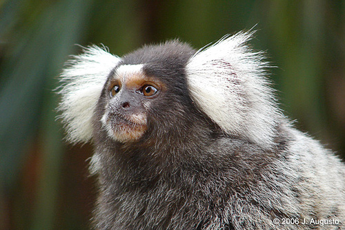 <p>Marmosets</p>