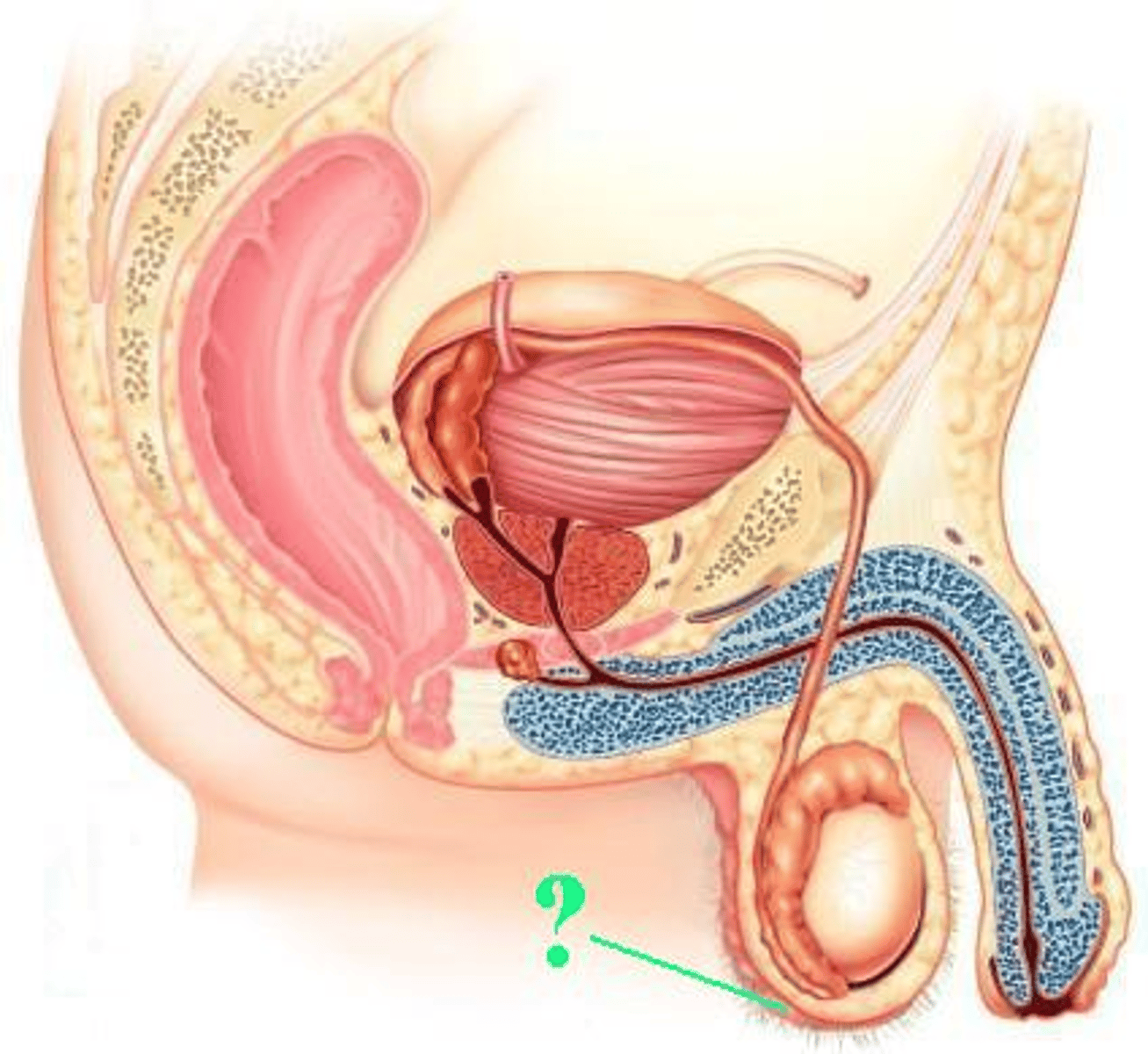 <p>Identify the indicated structure.</p>