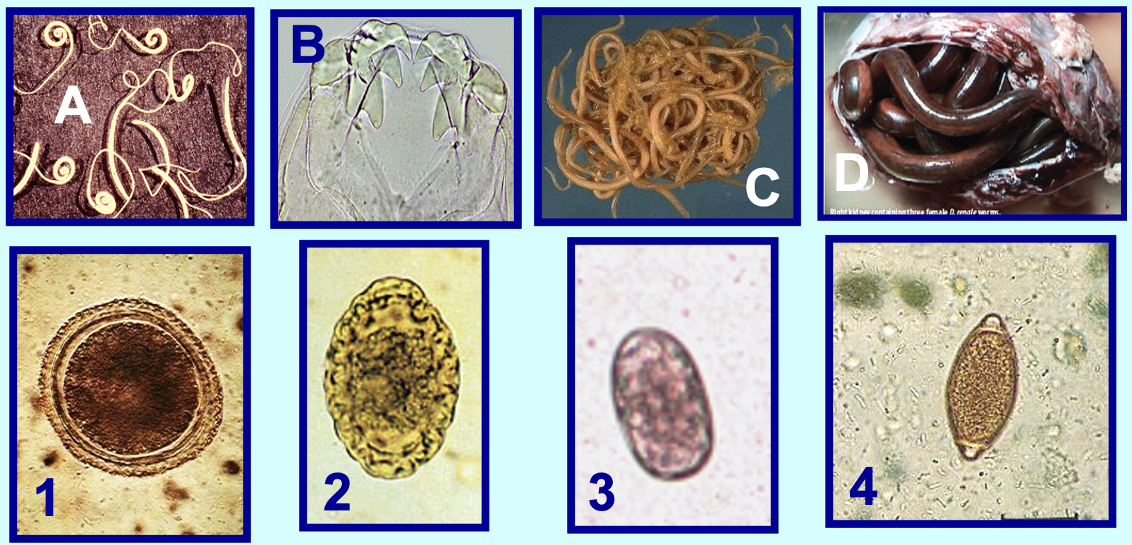 <p>Match the egg to the proper adult </p>