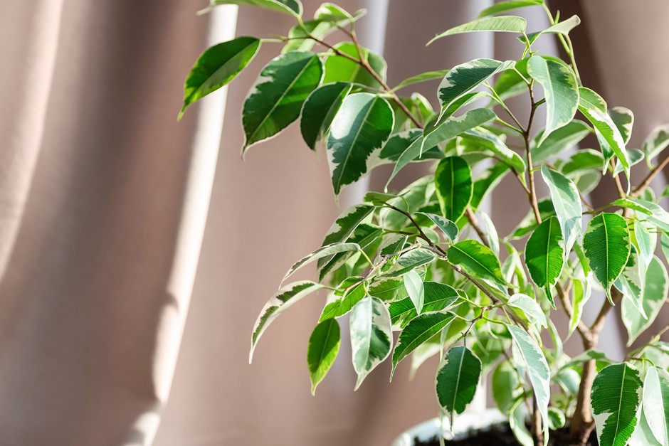 <p><em>Ficus</em></p>