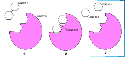 <p>The active site of a molecule is ________-_______, meaning one enzyme fits in one specific type of substrate. This is good because it prevents improper functioning of enzymes. The shape of the active site is determined by what amino acids make up the protein. </p>