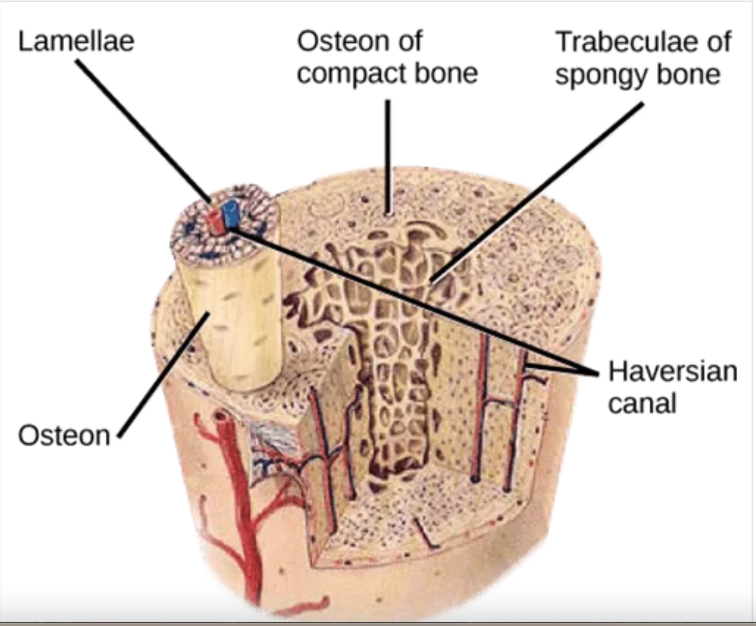 <p>(Osteonic Canal , Central Canal) A microscopic channel within compact bone that houses blood vessels, nerves and lymphatic vessels providing essential nutrients and support to bone cells. Key component of the Haversian system (Osteon), which is the basic structural unit of compact bone.</p>