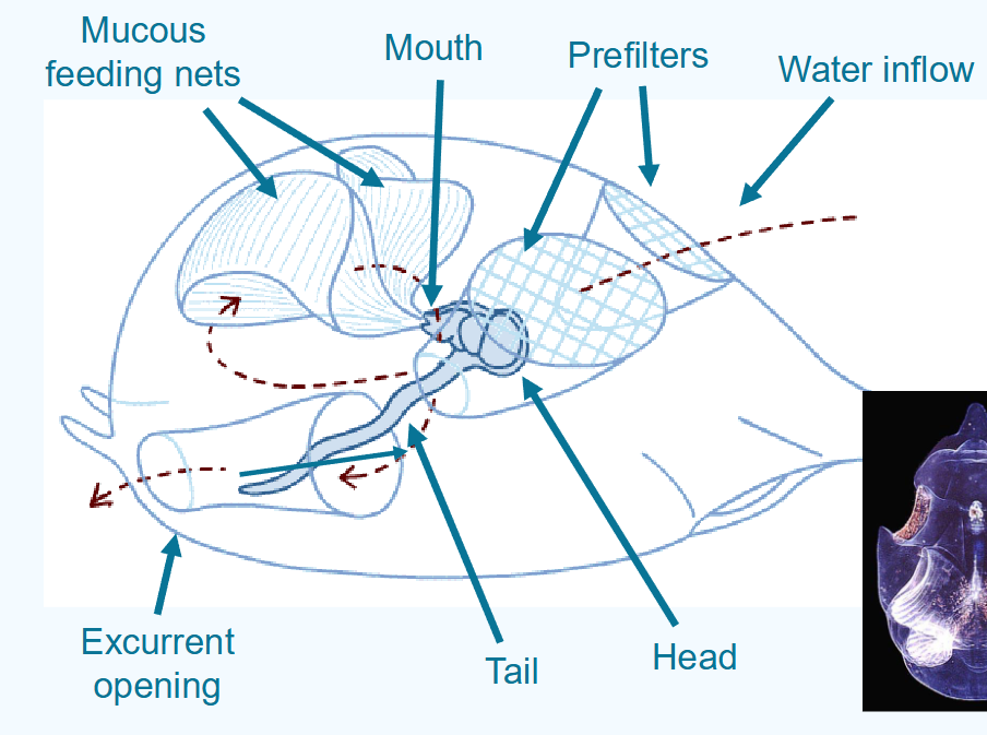 <ul><li><p>larvaceans</p></li><li><p>have a mucus house</p></li><li><p>mucus house typically lasts three hours</p></li><li><p>larvaceans very common</p></li><li><p>mucus house is major pathway for moving carbon and nutrients to deep waters</p></li></ul><p></p>