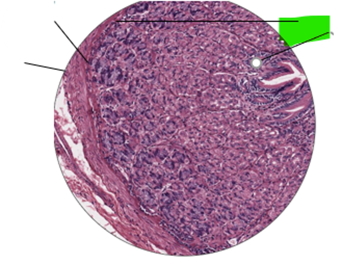 <p>name region and organ highlighted</p>