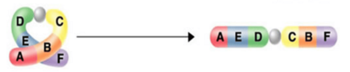 <p>A chromosomal mutation that reverses the direction of parts of a single chromosome</p>