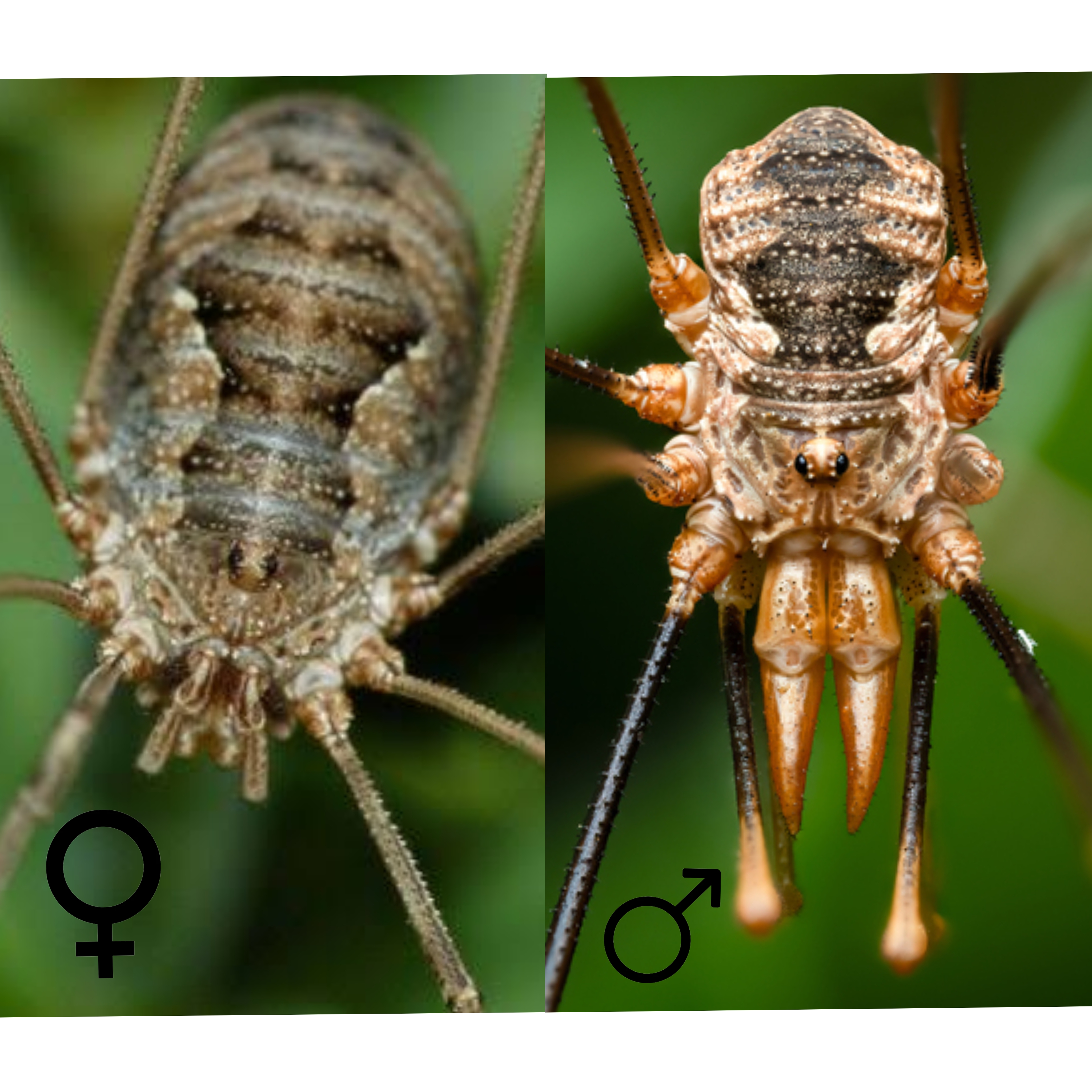 <p>Kmeň: Arthropoda</p><p>Amandibulata</p><p>Podkmeň: Chelicerata</p><p>Trieda: Arachnida</p><p>Rad: Opiliones</p>