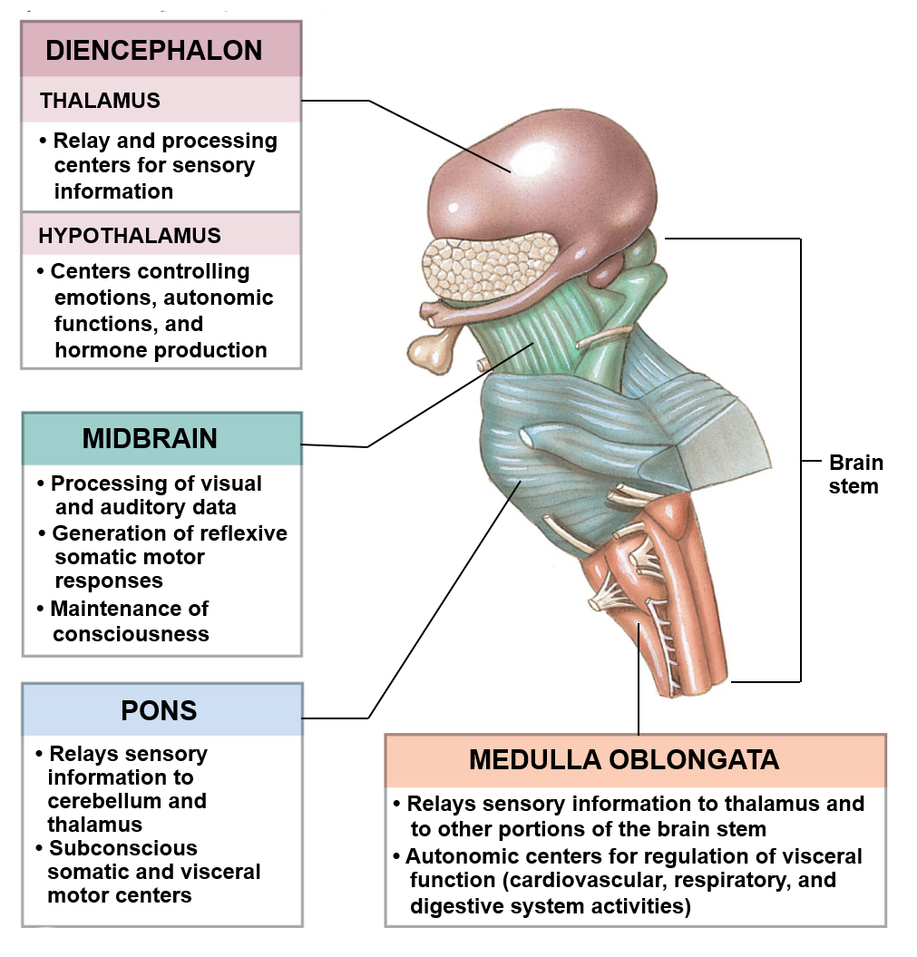 <p>Endocrine gland responsible for interfacing the nervous system and the endocrine system</p>