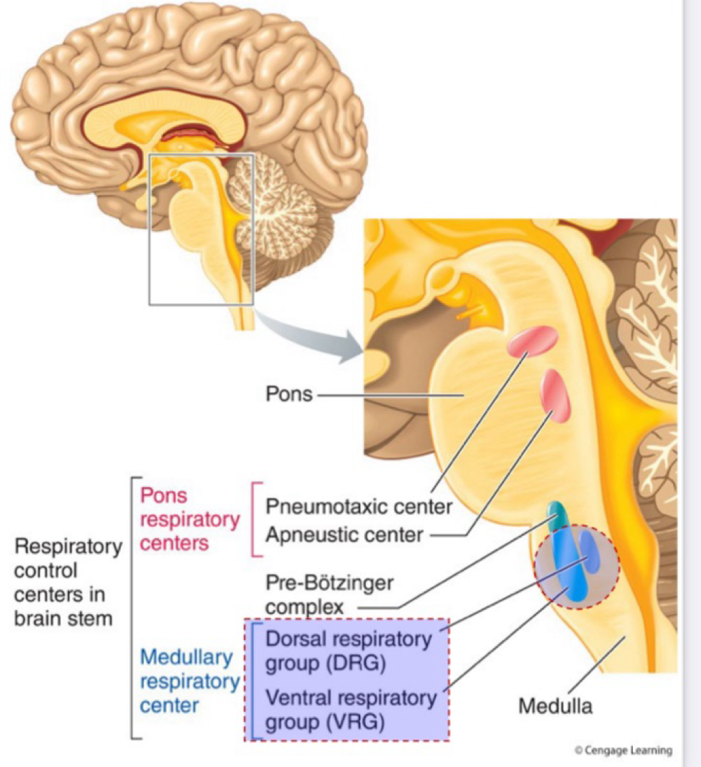 <ul><li><p>Dorsal respiratory group (DRG) contains neurons that stimulate inspiration </p></li></ul><ul><li><p>Ventral respiratory gourd (VRG) are neurons that are inactive during quite breathing, but active during forced breathing</p></li></ul><p></p>