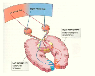 <p>in the eye, the part of the retina that gets the right visual field gets projected to the right hemisphere</p><p>corpus callosum transmits information from one hemisphere to the other so that both hemispheres get the input of what is being seen although only one side gets the input</p><p>right hemisphere better with spatial relationships left hemisphere better with language</p>