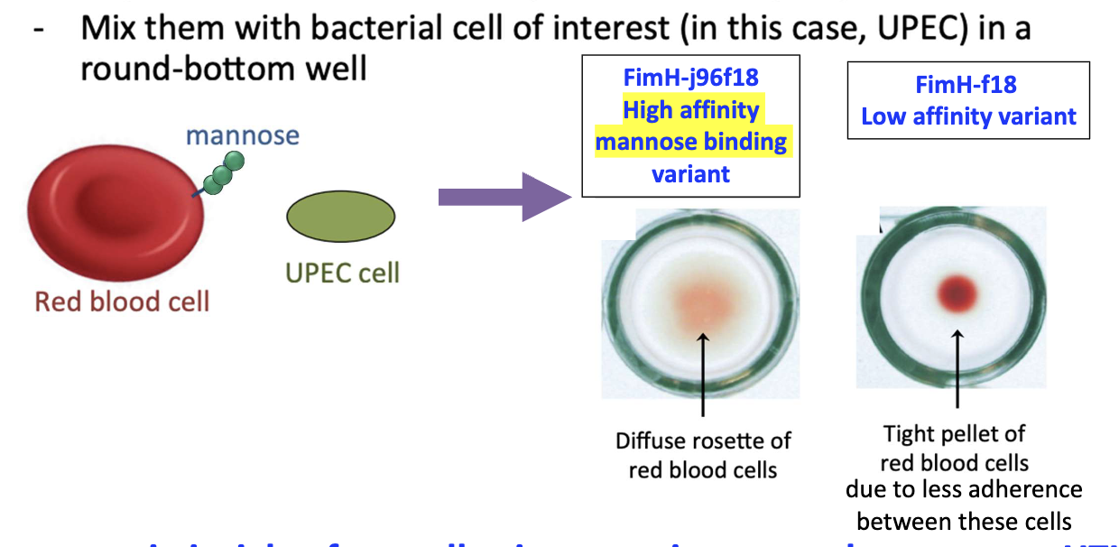 <ul><li><p>RBCs engineered to express mannose</p></li><li><p>Mixed with UPEC in well</p></li><li><p>High-affinity mannose binding→ diffuse rosette of RBCs</p></li><li><p>Low-affinity mannose binding → tight pellet of RBCs due to less adherence </p></li><li><p>Used to compare adhesion strength</p></li></ul><p></p>