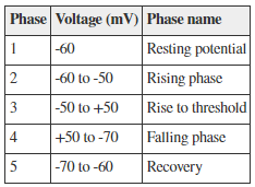 <p>Refer to the table listing the phases of an action potential in a neuron. Indicate any information listed that is not accurate as written.</p>