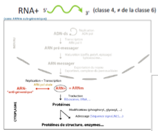 <ul><li><p class="">Leur génome <strong>peut être immédiatement traduit</strong>.</p></li><li><p class="">Reconnus par les ribosomes car ils possèdent :</p><ul><li><p class="">une <strong>coiffe et queue poly(A)</strong></p></li><li><p class="">ou une <strong>IRES</strong></p></li></ul></li><li><p class="">Génome <strong>nu</strong> sans protéines associées sauf exceptions (Coronavirus, Rétrovirus).</p></li><li><p class=""><span style="color: #ec0808">Ils produisent un <strong>ARN– anti-génomique</strong> servant de matrice pour répliquer le génome. (toujours avec une ARN polymérase virale)</span></p></li></ul><p></p>