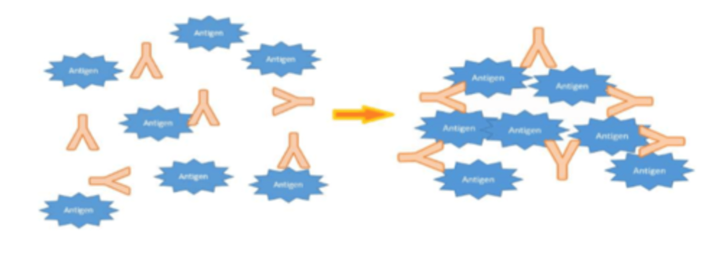 <p>the clumping of particulate (insoluble) antigens (ex. microorganisms)<br>-Insoluble antigen-antibody complexes are easily phagocytized and destroyed<br>-IgG molecules aggregate and can combine with antigen.</p>