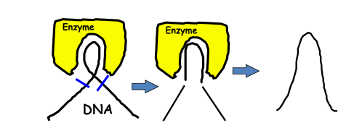 <p>topoisomerase</p>