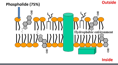 <p>Heads sticking out, tails inwards. </p>