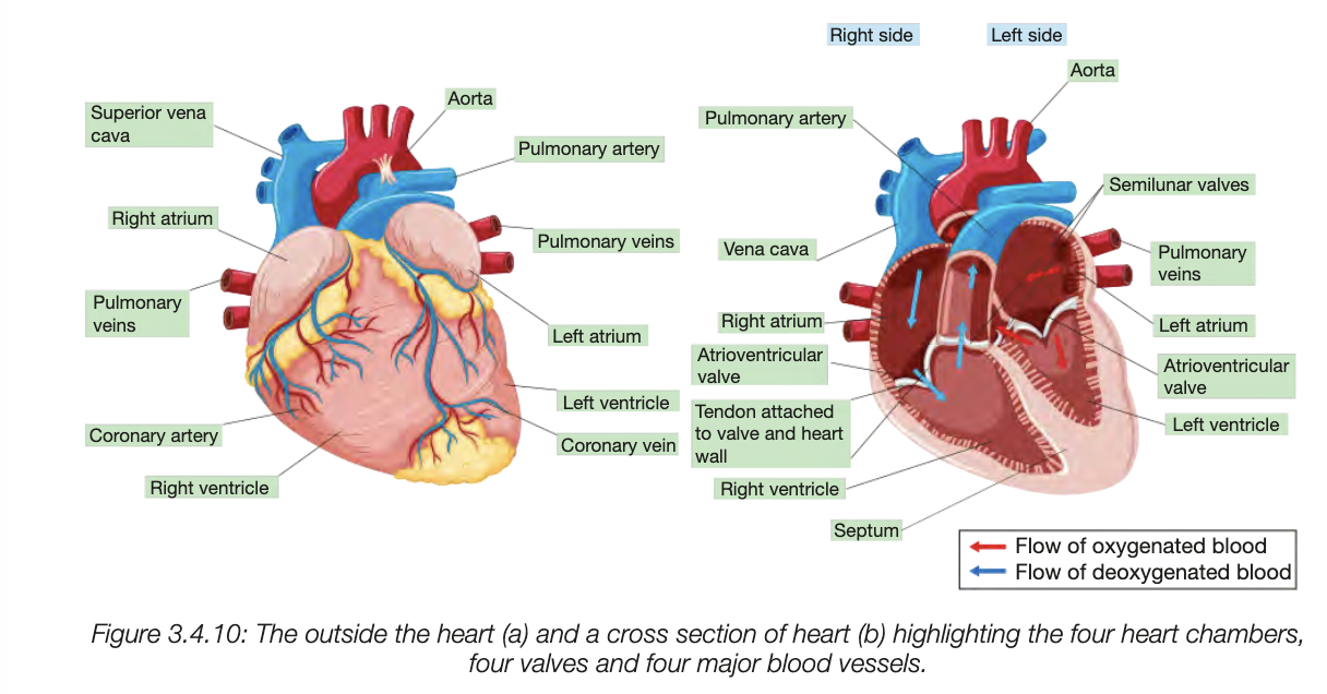 <ul><li><p>located in thorax between lungs </p></li><li><p>cardiac muscle suplied with oxy blood by coronary arteries, deoxy leave by coronary veins </p></li><li><p>divided into 4 chambers - L and R seperated by septum</p></li><li><p>blood enters heart via atria (upper), pumped out by muscly walls of ventricles (lower)</p></li><li><p>L ventricle thicker because it pumps blood at higher pressure </p></li><li><p>R ventrickle thinner ebcause pumps deoxygenated shorter distance</p></li><li><p>4 valves prevent backflow </p></li><li><p>atrioventricular between atria and ventribles, </p></li><li><p>semilunar seperatibng RV from pulmonary artery, other from LV and aorta</p></li><li><p>connected to inner walls of heart by tendons</p></li></ul><p></p>