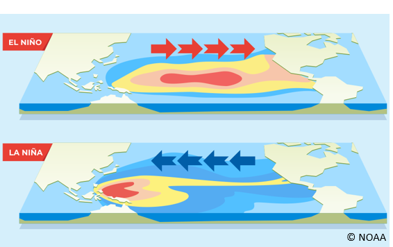 <p>-Easterly winds drive warm surface waters to the west</p><p>-Water level ‘piles up’ on the west</p><p>-Wind structures can change resulting in the potential energy in this pile being released and flowing back to East (El Nino)</p><p>-Major weather and biological impacts</p>