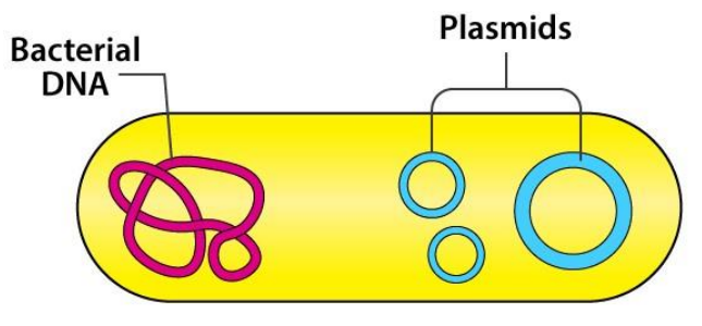 <p>Et lite sirkulært DNA-molekyl som replikeres uavhengig av kromosomet i bakterier. Enkle å isolere fra og overføre til bakterier.</p>