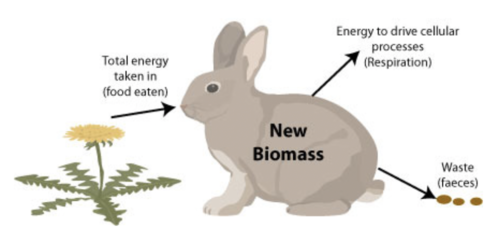 N = I - (F + R)

N: net production (energy stored in consumers' biomass & available to next trophic level after some has been lost).
I: chemical energy in ingested food
F: chemical energy lost in faeces & urine
R: energy lost through respiration