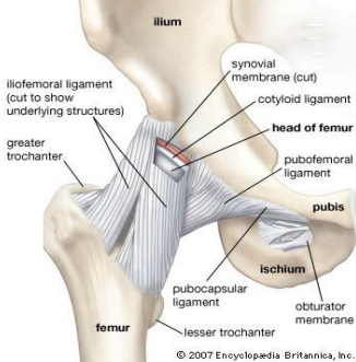 <p><strong>True </strong>or <strong>False</strong>: The pubofemoral ligament limits hip <strong>ab</strong>duction and <strong>extension</strong>.</p>