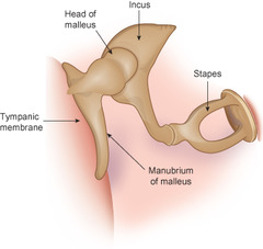 Tympanic membrane, ossicles (malleus, incus, stapes), oval window of the cochlea