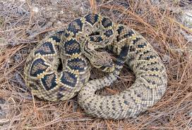 <p><span>Eastern Diamondback Rattlesnake</span></p>