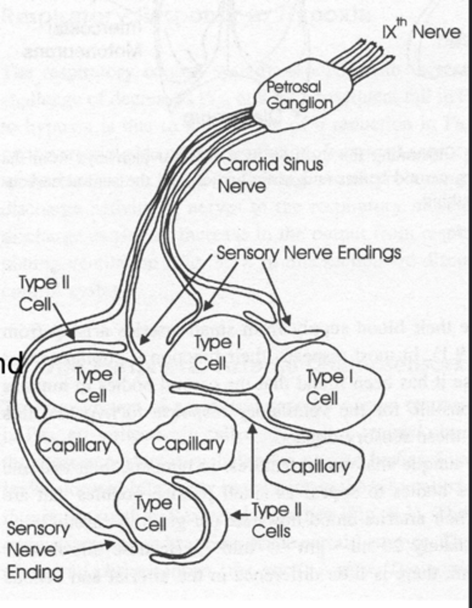 <p>Primary peripheral chemoreceptors; detect blood gas changes.</p><p>- composed of type 1 and type 2 cells</p><p>- projects via carotid sinus nerve branch of glossopharyngeal nerve to NTS</p>