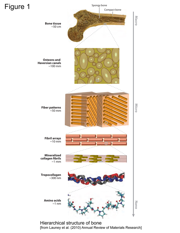 <p>Highly ordered collagen fibers.</p>