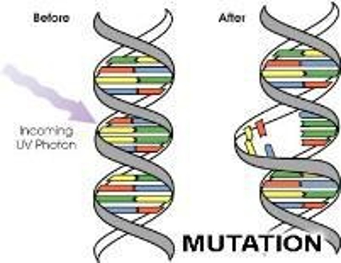 <p>Change in DNA sequence, source of genetic variation.</p>