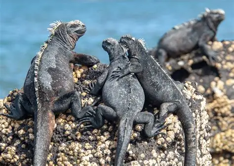 <p>Marine Iguana </p>