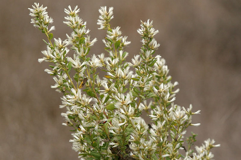 <p>Coyote Brush</p>