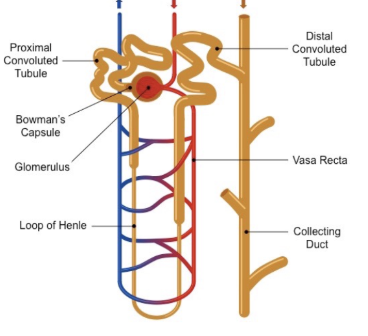 <p>bowmans capsule/glomerulus, proximal tube, loop of henle, distal tube, collecting duct </p>