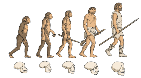 <p>This image (above) is an accurate depiction of human evolution.</p>