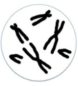 If the cell shown in the figure below undergoes meiosis, it would result in: