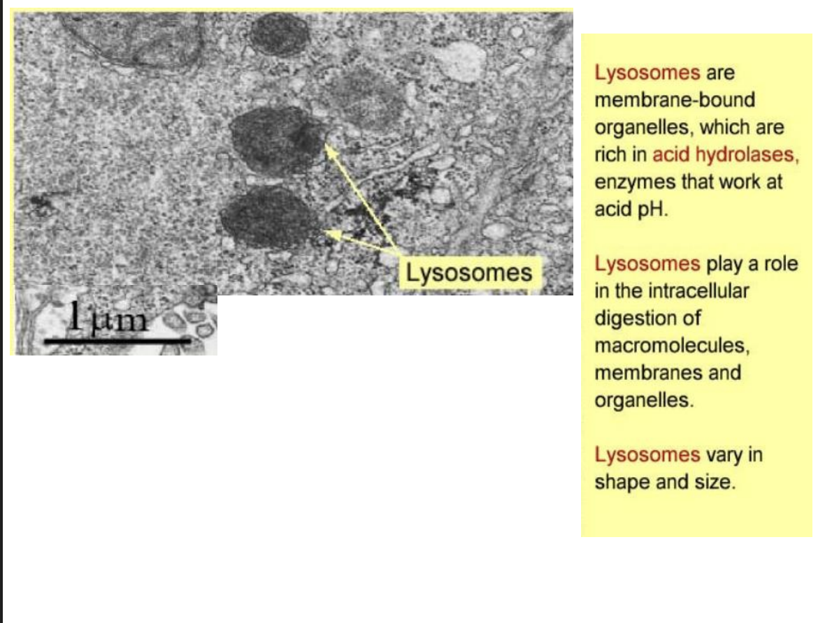 <ul><li><p>membrane bound</p></li><li><p>acid hydrolases</p></li><li><p>intracellular digestion of macromolecules</p></li><li><p>vary in size and shape</p></li></ul><p></p>