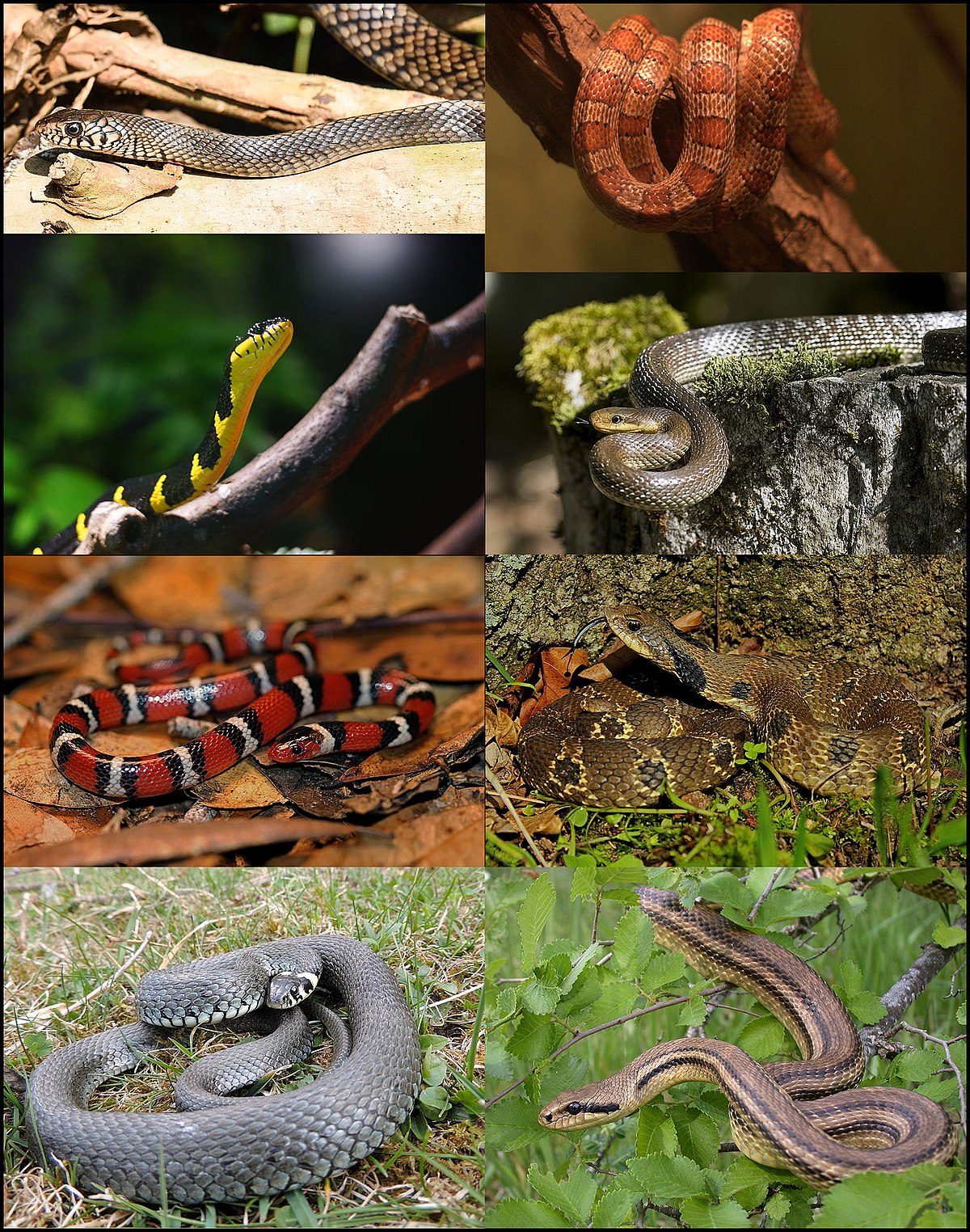 colubrids (colubriodea)

\

1. largest and most diverse family
2. several dangerously venomous species
3. much of north american snake fauna
4. no marine or burrowing species
5. diverse diets
6. mostly oviparous