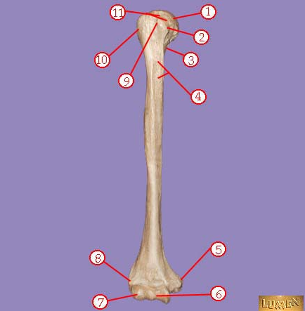 <p><span>Identify bone marking number 8.</span></p>