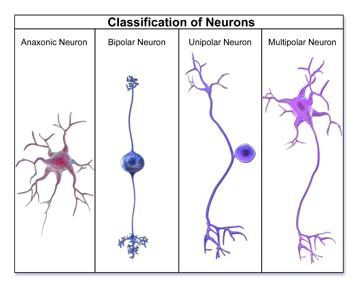 <p>What are the classes of neurons?</p>
