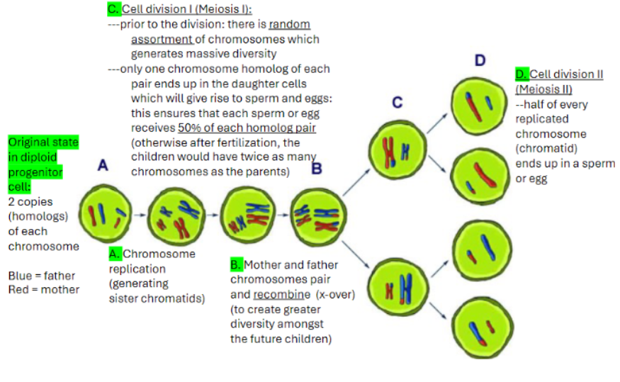 <ul><li><p><span style="background-color: transparent; font-family: "Helvetica Neue", sans-serif;">Original State: Diploid progenitor cell with 2 copies (homologs) of each chromosome</span></p></li><li><p><span style="background-color: transparent; font-family: "Helvetica Neue", sans-serif;">Chromosome Replication: Produces sister chromatids (46 chromosomes, 92 chromatids)</span></p></li><li><p><span style="background-color: transparent; font-family: "Helvetica Neue", sans-serif;">Pairing & Recombination: Maternal and paternal chromosomes pair and cross over (increases diversity)</span></p></li><li><p><span style="background-color: transparent; font-family: "Helvetica Neue", sans-serif;">Meiosis I:</span></p><ul><li><p><span style="background-color: transparent; font-family: "Helvetica Neue", sans-serif;">Random assortment of homologs → Massive diversity</span></p></li><li><p><span style="background-color: transparent; font-family: "Helvetica Neue", sans-serif;">Each daughter cell gets one homologous chromosome from each pair → Ensures gametes have 50% of chromosomes (23 chromosomes, but 46 chromatids)</span></p></li></ul></li><li><p><span style="background-color: transparent; font-family: "Helvetica Neue", sans-serif;">Meiosis II:</span></p><ul><li><p><span style="background-color: transparent; font-family: "Helvetica Neue", sans-serif;">Sister chromatids separate → Each gamete gets half of each chromosome (23 chromosomes, 23 chromatids)</span></p></li><li><p><span style="background-color: transparent; font-family: "Helvetica Neue", sans-serif;">Final result: independent assortment + recombination → each sperm/egg is genetically unique genetic differences among siblings (except identical twins)</span></p></li></ul></li></ul><p></p>