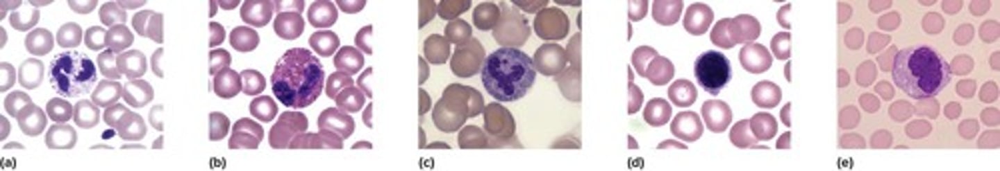 <p>Granulocytes (neutrophils, eosinophils, basophils) and agranulocytes (lymphocytes and monocytes).</p>