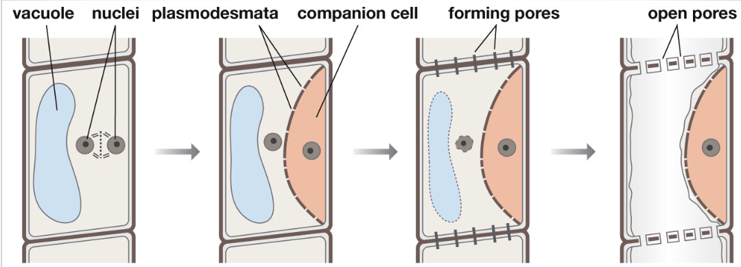 <p><span style="font-family: sans-serif">Formed by asymmetrical division</span><span><br></span><span style="font-family: sans-serif">Sieve tube elements lose most of the cytoplasmic structures and the nucleus, leaving more room for bulk transport</span></p>