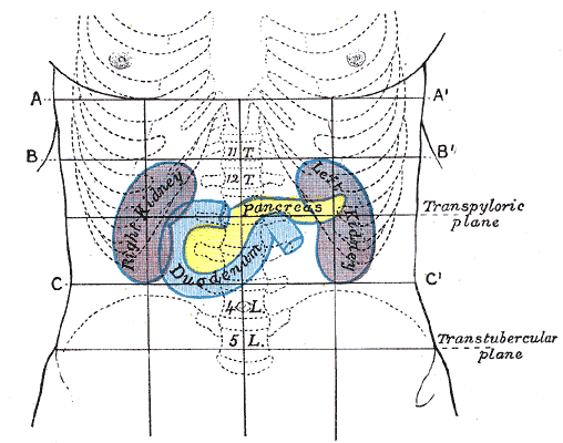 <p><strong>L1</strong>-L2 </p><p><em>pancreast in shape of an L-1</em></p>