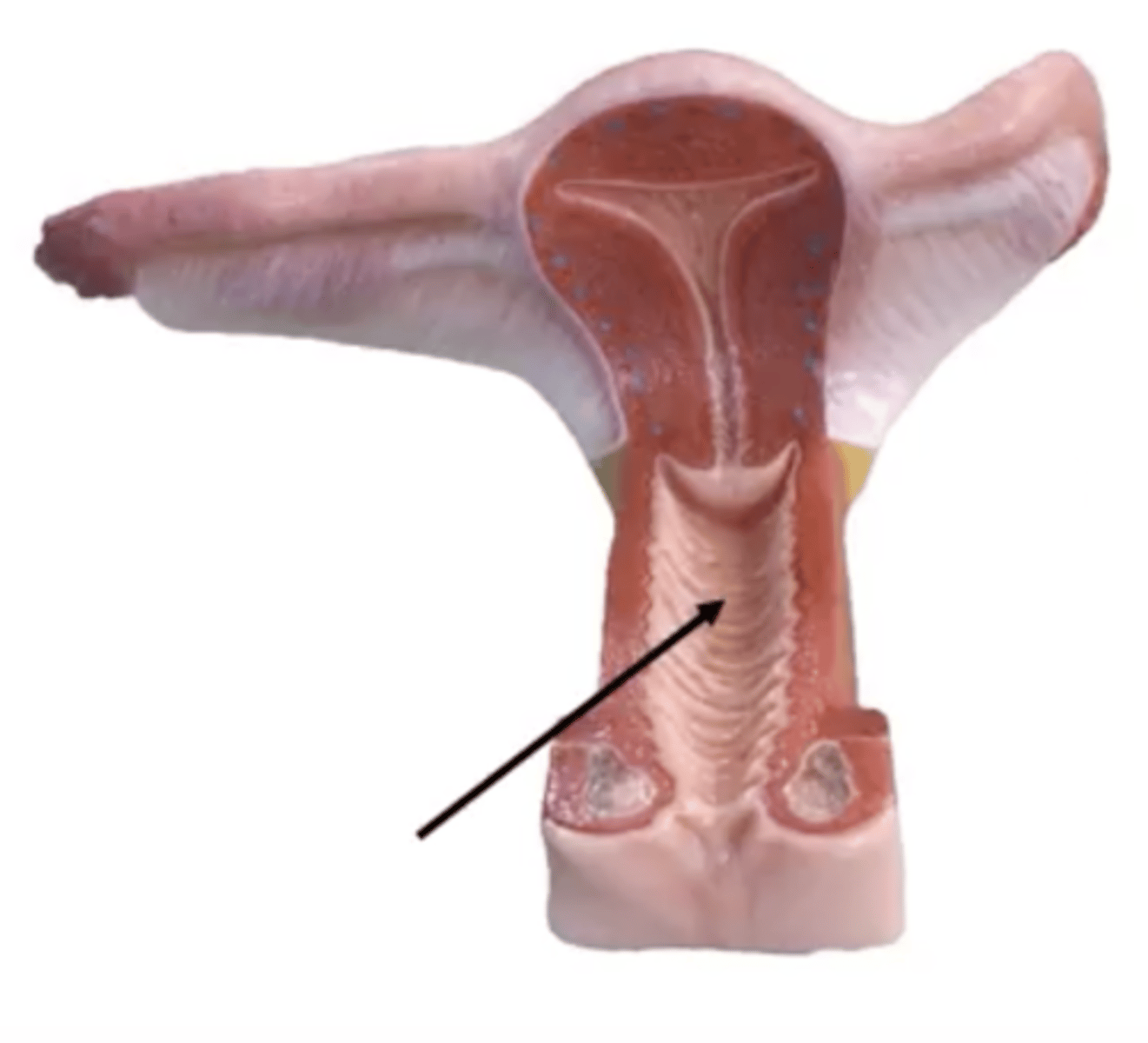 knowt flashcard image