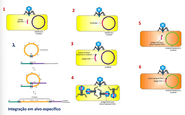 <p>Já a <strong>transdução restrita </strong>está associada ao ciclo lisogénico do fago que infeta a bactéria. Este vai infetar normalmente uma bactéria temperada, integrando o seu DNA no genoma bacteriano no att site (de attachment), tornando a bactéria lisogénica. A certo ponto do ciclo, o DNA viral terá de sair do seu local, que é sempre entre os operões bio e gal, para replicar o seu DNA viral e dar início ao ciclo lítico.</p><p>Aquando do estímulo, ou a separação do DNA fágico é bem feita, ou não é. Caso seja bem feita, ocorre a sua replicação normal e nada de novo acontece. Caso hajam erros na separação do DNA fágico do bacteriano nesta fase do ciclo, uma má excisão, por exemplo, o DNA que sai do genoma total leva consigo um pouco de genoma bacteriano (sempre gal, porque é o que lá está ao lado do att site) para outras bactérias e assim transferir o gene bacteriano.</p>