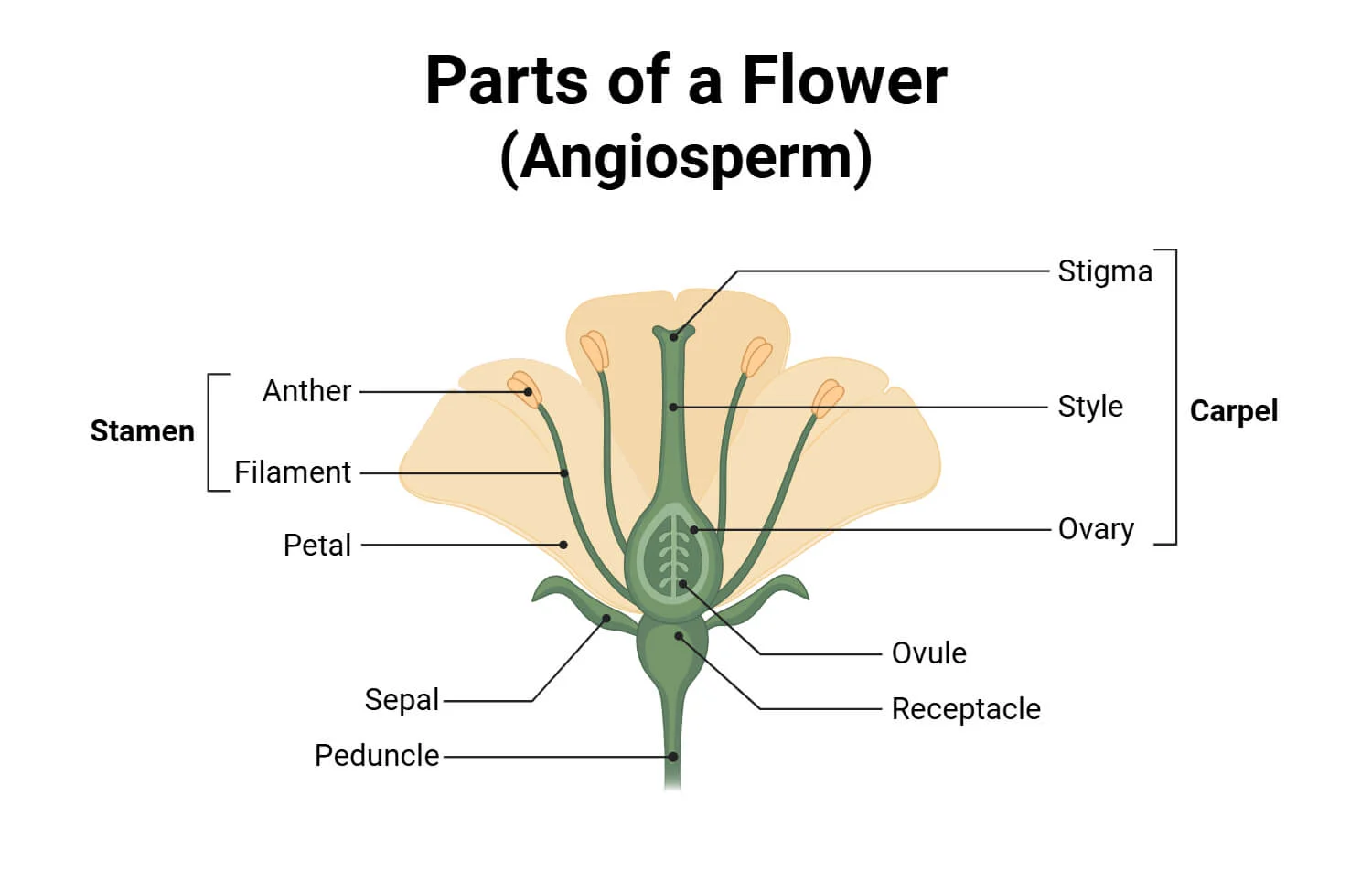 <p>Pistili përfshin GINECENË e një luleje. Kjo ndërtohet nga:</p><p>-vezorja (ovarium) - pjesa më e rëndësishme, ku krijohen ovulat (në të cilat zhvillohet gametofiti femëror)</p><p>-shtyllëza (stylos)</p><p>-kreza (stigma)</p>