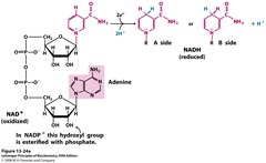 <p>an organic molecule that serves as an electron carrier by accepting a pair of high energy electrons and a hydrogen ion, becoming NADH</p>