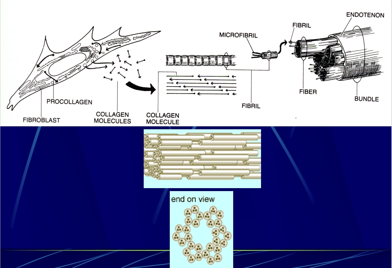 <p>these diagram represent</p>