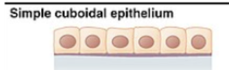 <p>in ducts and secretory portions of small glands and in kidney tubules</p><p>secretes and absorbs</p>